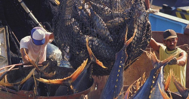 Từ bao đời nay, đi biển vốn được xem là nghề gian nan, phải đối mặt với nhiều rủi ro. Tỷ lệ tử vong của ngư dân là 86,0%.