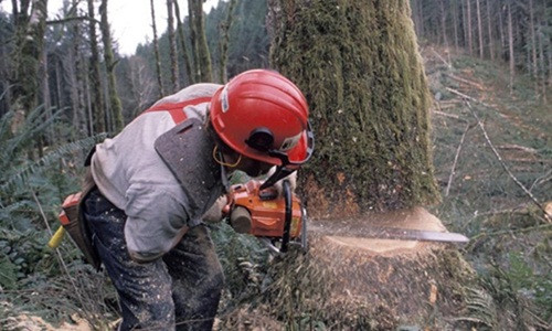 Công việc khai thác gỗ được xem là nghề nguy hiểm nhất thế giới khi có tỷ lệ thương tật làm việc gây tử vong cao nhất lên tới 135,9%. Nghề này thường xuyên phải đối mặt với rủi ro bị đồ nghề cưa phải tay, chân hoặc bị cây đổ vào người.