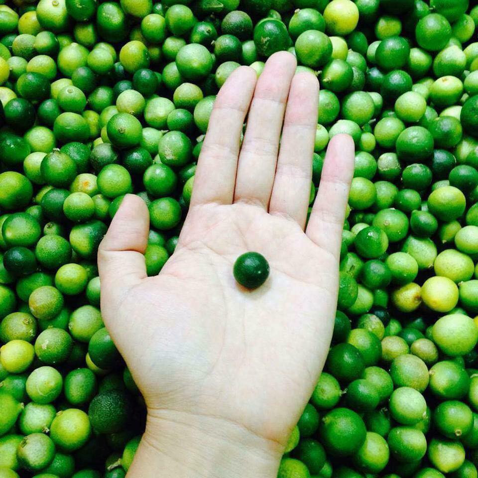 Khi chín vỏ chanh màu vàng, ăn cả vỏ thì ngọt, bùi và thơm, nếu bỏ vỏ ăn lõi thì hơi chua. Ảnh: FB Thanh Thảo Nguyễn.