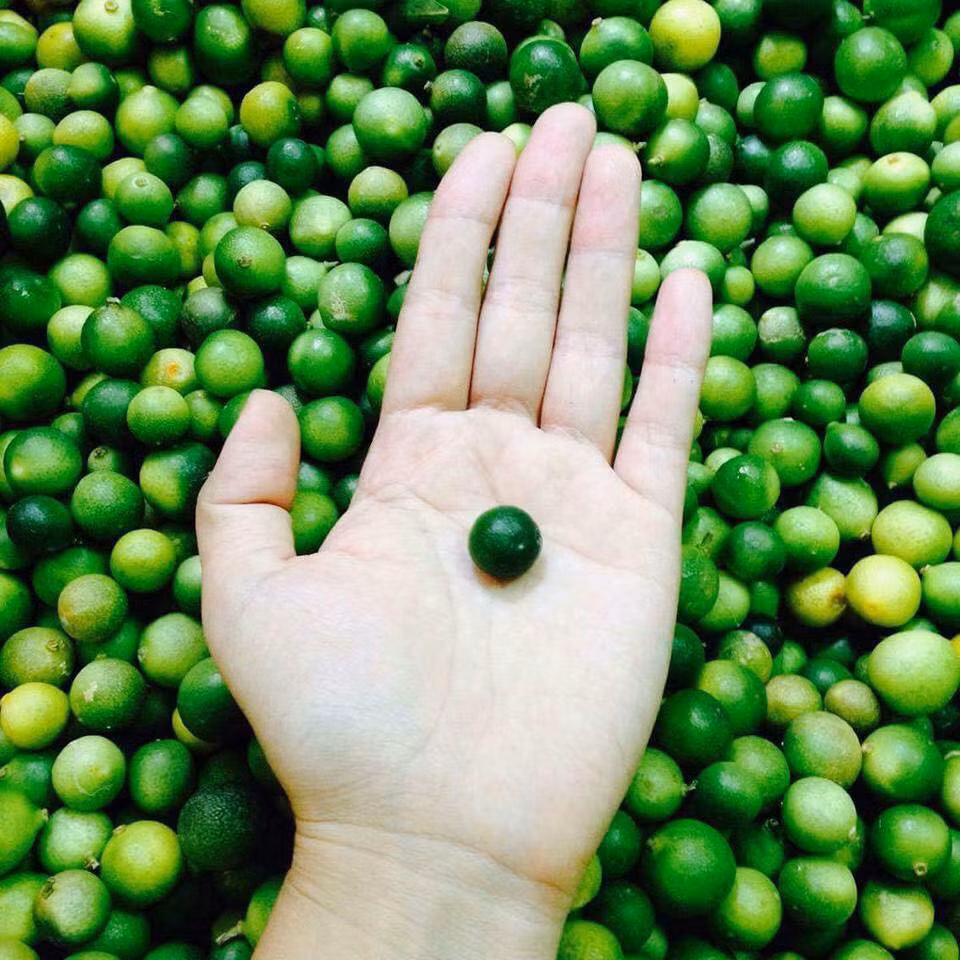 Khi chín vỏ chanh màu vàng, ăn cả vỏ thì ngọt, bùi và thơm, nếu bỏ vỏ ăn lõi thì hơi chua. Ảnh: FB Thanh Thảo Nguyễn.