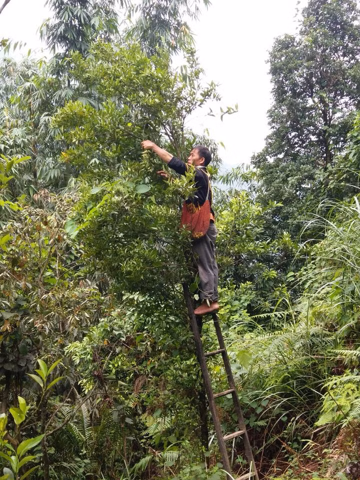Thực tế, do giá trị kinh tế cao nên người dân Mẫu Sơn đã ươm trồng chanh rừng, thay vì để mọc tự nhiên như trước kia. Ảnh: FB Thanh Thao Nguyen.