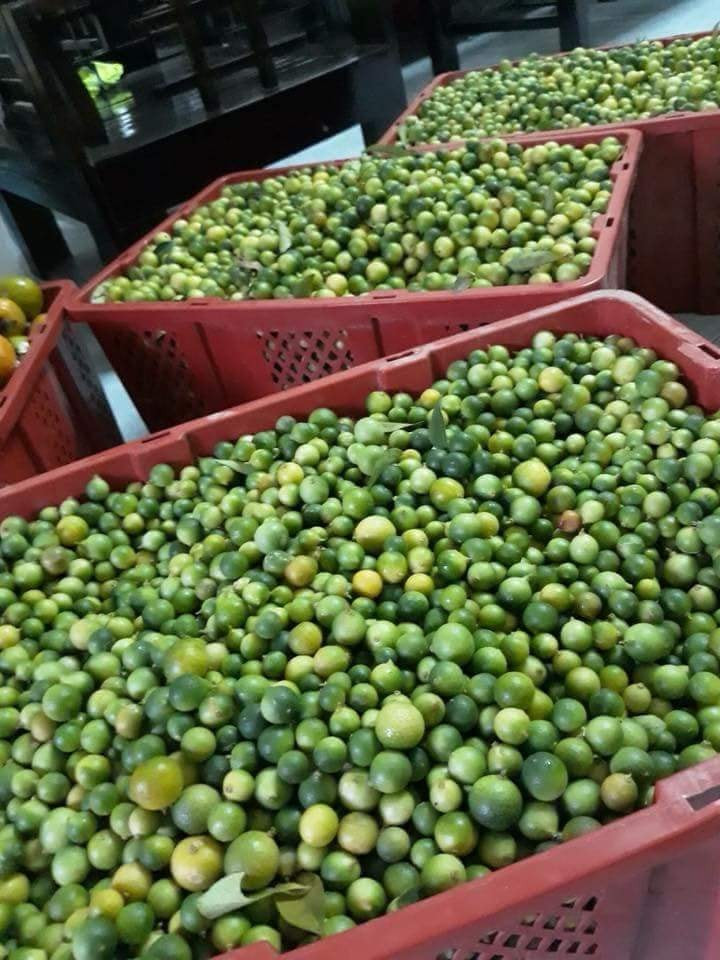 Trên các chợ mạng, chanh rừng Mẫu Sơn được rao bán khá nhiều, giá dao động từ 90.000 - 130.000 đồng/kg, tùy loại và thời điểm. Ảnh: FB Lê Hằng.