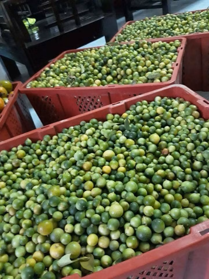 Trên các chợ mạng, chanh rừng Mẫu Sơn được rao bán khá nhiều, giá dao động từ 90.000 - 130.000 đồng/kg, tùy loại và thời điểm. Ảnh: FB Lê Hằng.