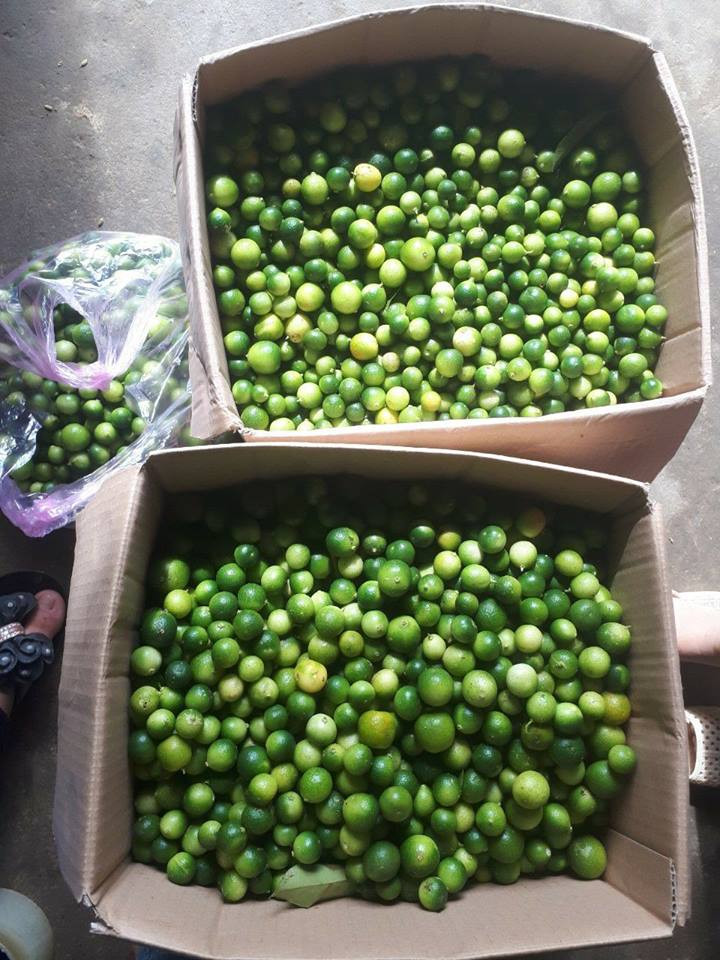 Cũng nhờ chanh rừng mà nhiều gia đình ở Mẫu Sơn có thu nhập vài chục đến cả trăm triệu đồng. Ảnh: FB Quynh Pham.