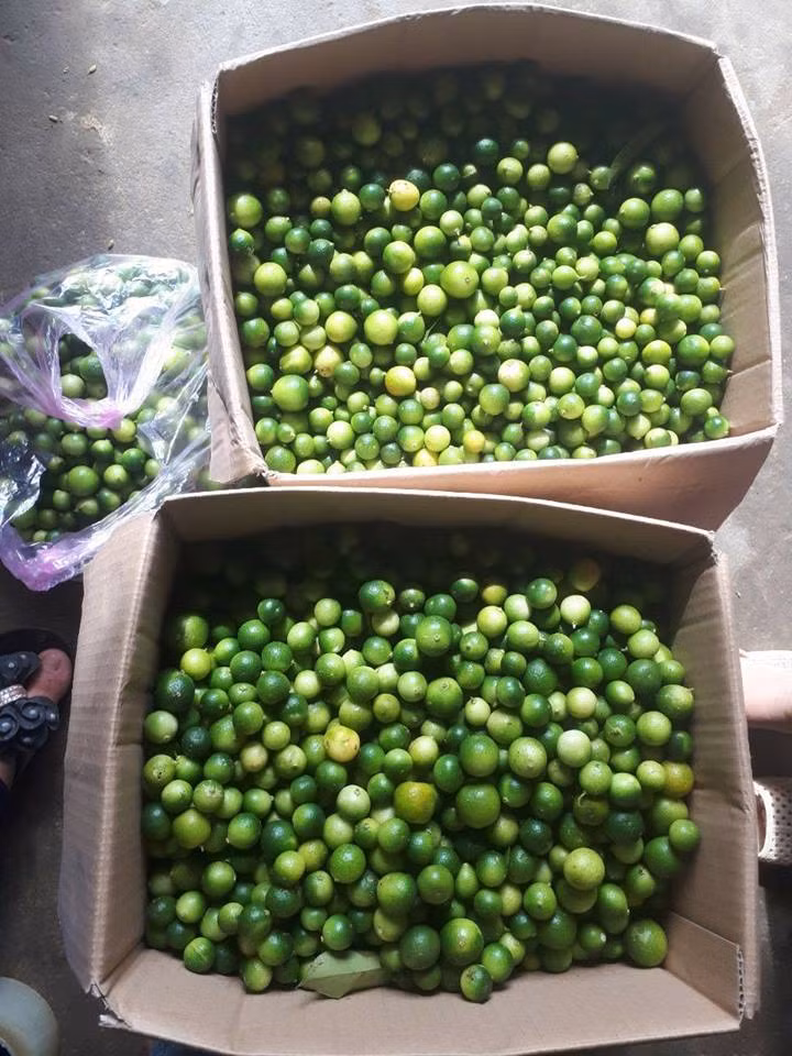 Cũng nhờ chanh rừng mà nhiều gia đình ở Mẫu Sơn có thu nhập vài chục đến cả trăm triệu đồng. Ảnh: FB Quynh Pham.