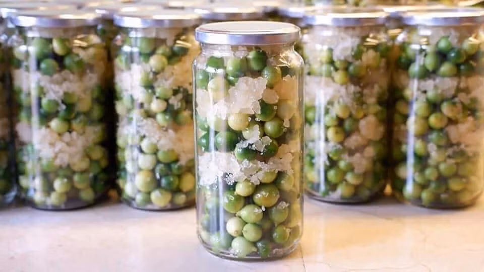 Chanh rừng Mẫu Sơn được cho là rất tốt trong việc trị ho. Chanh ngâm muối, mật ong hay đường phèn có tác dụng chống viêm họng, ho. Ảnh: FB Lê Hằng.