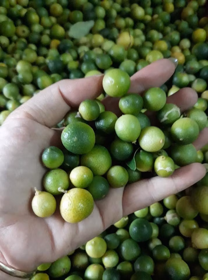 Loại chanh rừng này nhỏ hơn chanh thường, chỉ bằng quả quất. Ảnh: FB Thu Huong Dao.