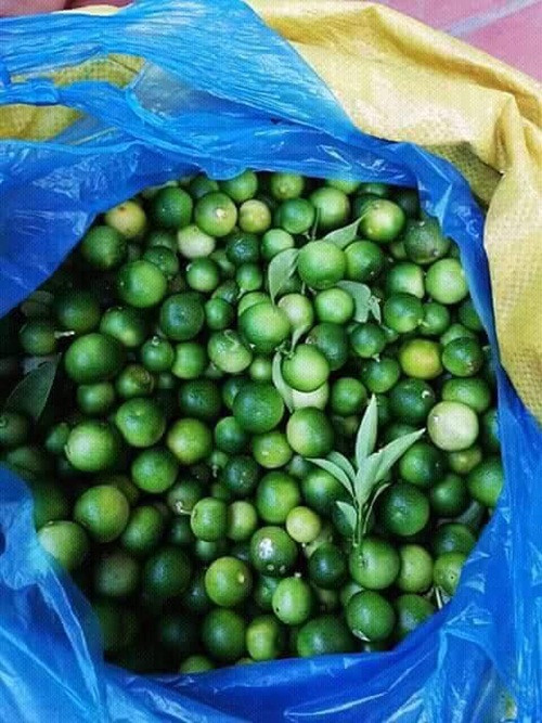 Chanh rừng cho thu hoạch quả từ tháng 5 đến tháng 9, 10 hằng năm. Thời điểm đầu mùa, giá chanh thường cao do hàng không có nhiều. Ảnh: FB Nga Nong.