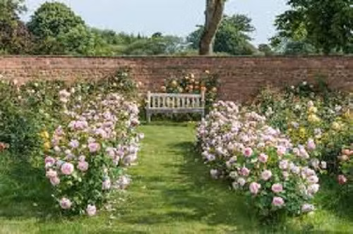 Hương thơm quyến rũ của hàng ngàn bông hoa khoe sắc khiến bất cứ bị khách nào ghé thăm cũng mê mẩn.