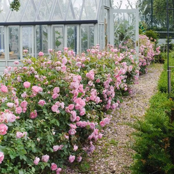 Toàn bộ đều là hoa ông David tự nghiên cứu và trồng lên.