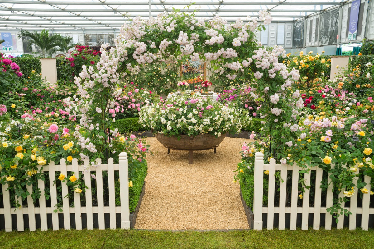 Mỗi năm tại khu vườn của David Austin, có tới 450.000 giống hồng được lựa chọn để lai tạo với nhau, tạo ra 150.000 cây giống mới trồng trong nhà kính.