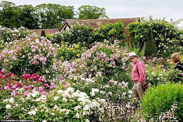 Sau khi giới thiệu giống hoa hồng lai đầu tiên Constance Spry, 5 năm sau nghệ nhân David Austin công bố lần lượt nhiều giống hoa hồng khác như Shropshire Lass, Chiati, Canterbury, Wife of Bath…