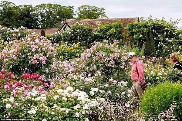 Sau khi giới thiệu giống hoa hồng lai đầu tiên Constance Spry, 5 năm sau nghệ nhân David Austin công bố lần lượt nhiều giống hoa hồng khác như Shropshire Lass, Chiati, Canterbury, Wife of Bath…
