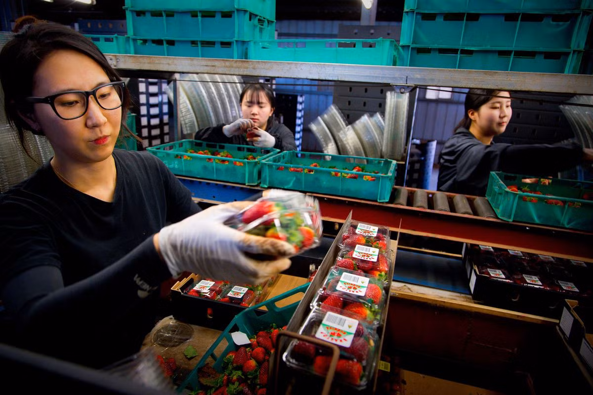 Trong khi đó, Woolworths ngừng nhập loại trái cây này từ 6 nhà cung cấp bị nghi ngờ. Ảnh: Vox.