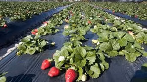 Cuộc khủng hoảng dâu tây tại Australia nổ ra đúng vào lúc quả dâu tây đang vào mùa thu hoạch khiến ngành nông nghiệp ước tính trị giá nửa tỷ đô la Australia (AUD) bị ảnh hưởng nặng nề. Ảnh: Good Fruit &amp; Vegetables.