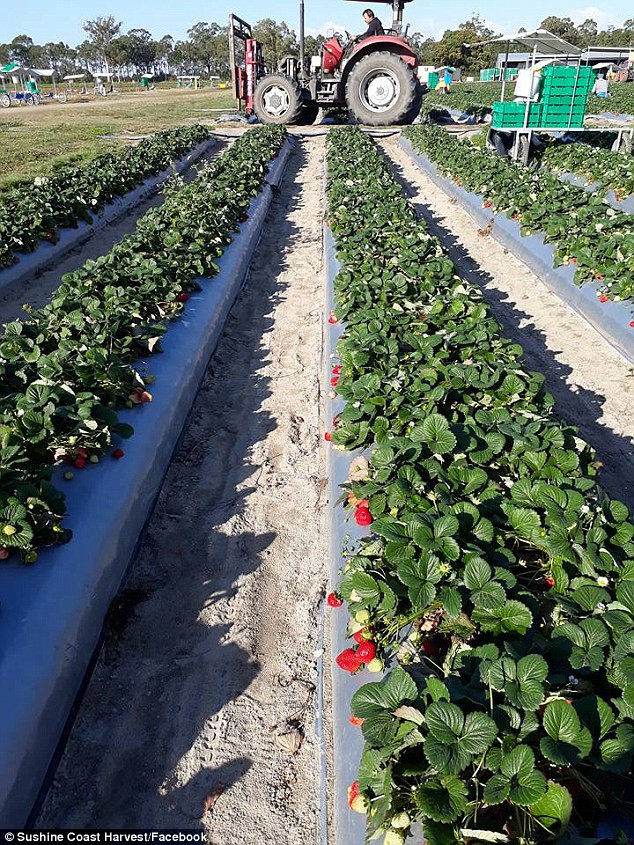 Một số chủ vườn trồng dâu tây phải chi tiền mua các máy dò kim loại để kiểm tra sản phẩm của mình có bị gài kim bên trong hay không trước khi thu hoạch. Ảnh: DM.