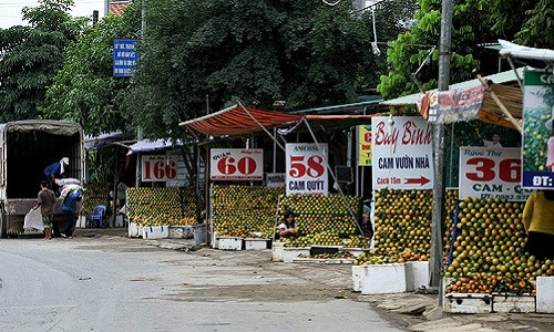 Khẳng định được thương hiệu cam Cao Phong (Hòa Bình), vùng đất này được coi là thị trấn có nhiều tỷ phú nhất đất Tây Bắc. Ảnh: Dân Việt.