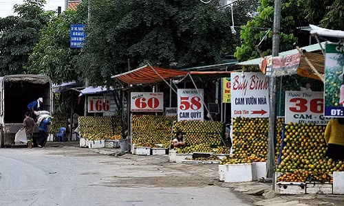 Khẳng định được thương hiệu cam Cao Phong (Hòa Bình), vùng đất này được coi là thị trấn có nhiều tỷ phú nhất đất Tây Bắc. Ảnh: Dân Việt.