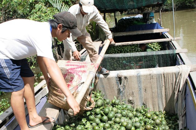 Theo ước tính của nhiều hộ, bình quân mỗi héc-ta cam sành vào giai đoạn cho trái rộ, nhà vườn thu nhập vài trăm triệu đồng/năm, thậm chí cả tỷ đồng. Ảnh: Lao động.