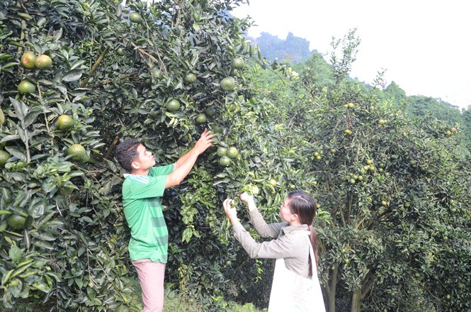 Theo nguồn tin trên báo Nông nghiệp, trong số hơn 1.500 hộ trồng cam ở Phù Lưu, có hơn 200 hộ thu lãi vài trăm đến hàng tỷ đồng/năm. Toàn xã có 40 chiếc xe ô tô con, 20 chiếc xe tải. Ảnh: Nongnghiep.