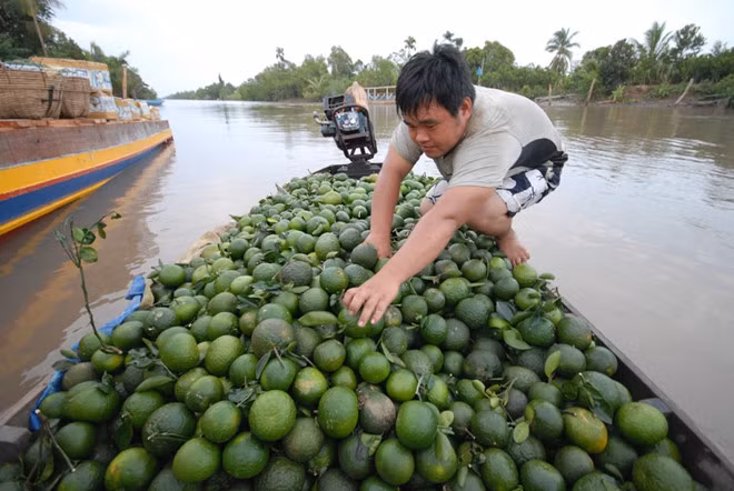 Trước đây, ấp Đông Hưng (xã Đông Phước, Châu Thành) là vùng đất hoang tàn, nhà cửa vẫn còn thưa thớt. Tuy nhiên, kể từ khi trồng cam sành, nhiều người đã thu về hàng tỷ đồng. Bình quân mỗi ha cam sành cho thu nhập vài trăm triệu đồng/năm. Ảnh: Zing.