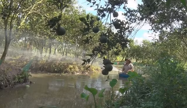 Thị xã Ngã Bảy (Hậu Giang) là 1 trong những địa phương có diện tích trồng cam sành lớn của tỉnh. Dọc theo tuyến đường về các xã Đại Thành, Tân Thành (thị xã Ngã Bảy) không khó nhận ra nhiều vựa nông sản chuyên thu mua cam sành với số lượng lớn. Ảnh: Haugiang.