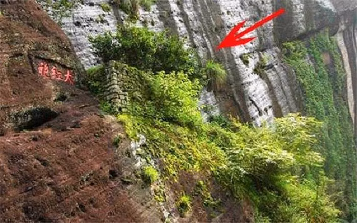 Đây là loại trà thuộc hàng cực hiếm vì chúng chỉ mọc trên những mỏm đá cao ở vùng núi Vũ Di, tỉnh Phúc Kiến, Trung Quốc. Ảnh: News.