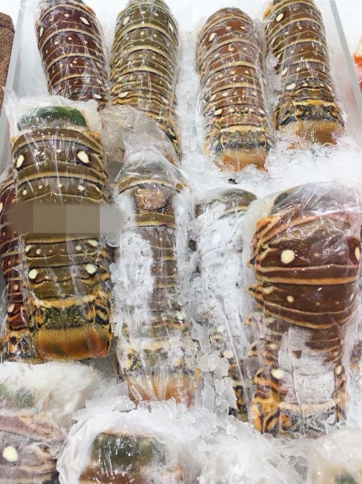 Tôm hùm Úc là một loài tôm hùm thuộc vùng biển Nam Úc và New Zealand. Ảnh: Thu Ballet.