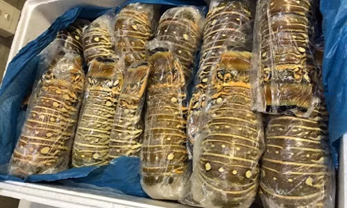 Theo đó, tôm hùm Úc được cắt bỏ phần đầu, đóng vỉ và cấp đông tươi trực tiếp. Ảnh: FB Sữa tươi Úc.