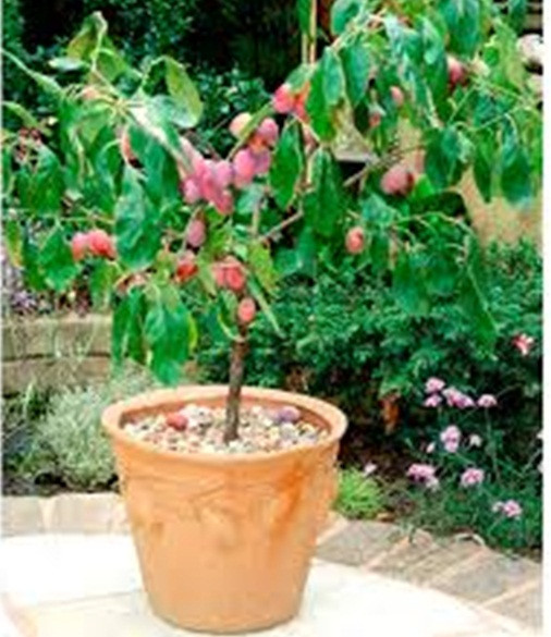 Trồng mầm vào hỗn hợp bầu có chứa 2 phần đất và một phần phân hữu cơ. Mận sẽ ra trái sau 3-5 năm trồng từ hạt.