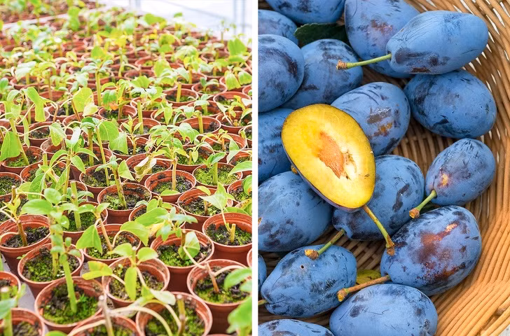 Muốn trồng mận từ hạt, cần lấy hạt mận tươi để khô vài ngày và ngâm vào nước một đêm. Sau đó lấy bình chứa đầy phân ủ, đặt hạt vào bên và đóng kín lại. Để trong tủ lạnh 6-8 tuần cho đến khi rễ xuất hiện.