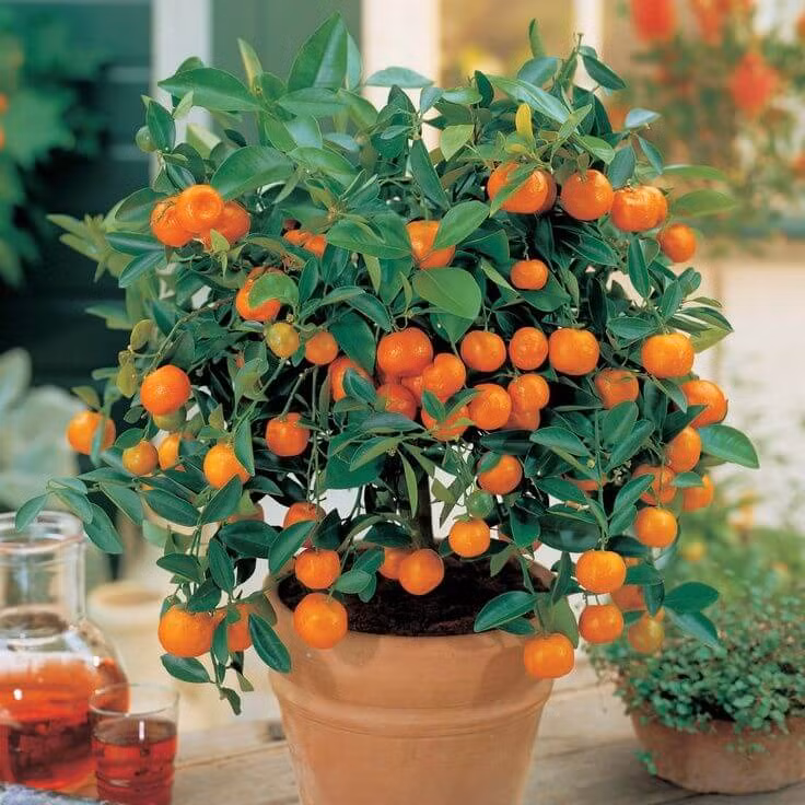 Đất trồng có khả năng thoát nước tốt thường xuyên. Nên chọn hạt giống từ trái cây tươi vì chúng có khả năng sống tốt hơn và trồng chúng vào mùa xuân hoặc đầu mùa hè. Tuy nhiên, trồng quýt bằng hạt có thể mất 4-7 năm mới ra hoa và quả.