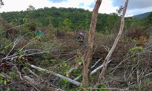 Điều tra vụ án phá rừng 30 nghìn m2 ở Gia Lai Dieu tra vu an pha rung 30 nghin m2 o Gia Lai