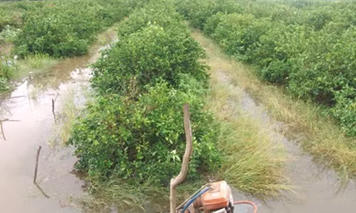 Hinh anh vuon cay trai, rau qua ngap nang trong bao so 9