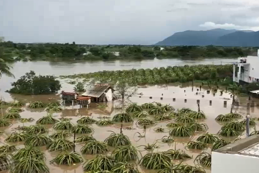 Vườn thanh long chìm trong nước tại huyện Bắc Bình (Bình Thuận). Ảnh: Lao động.