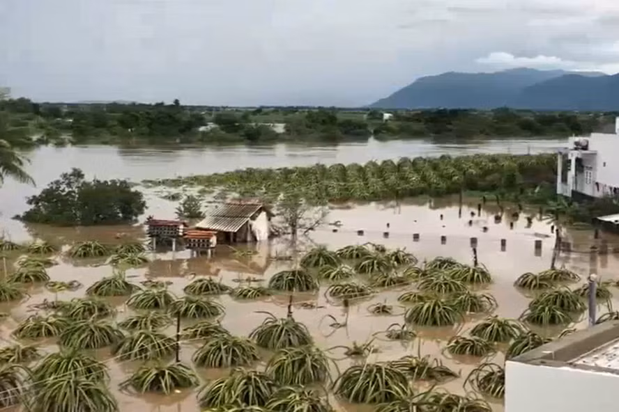 Vườn thanh long chìm trong nước tại huyện Bắc Bình (Bình Thuận). Ảnh: Lao động.