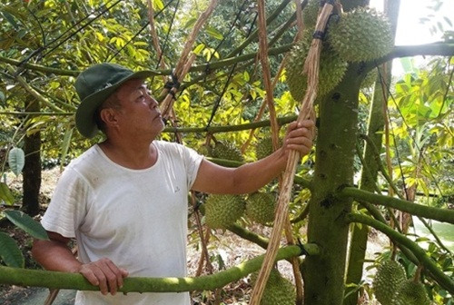 Vườn sầu riêng ở Cai Lậy được chằng chống bảo vệ nhưng vẫn không tránh khỏi rụng quả. Ảnh: VOV.