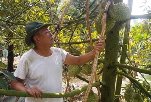 Vườn sầu riêng ở Cai Lậy được chằng chống bảo vệ nhưng vẫn không tránh khỏi rụng quả. Ảnh: VOV.