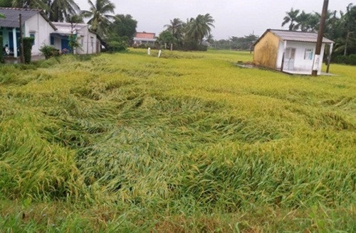 Tỉnh Tiền Giang cũng có hàng ngàn ha vườn cây ăn trái, rau màu bị ngã đổ và ngập úng. Trong đó, khoảng 10.000 ha lúa ở giai đoạn trổ đòng, ngậm sữa và gần chín bị đổ ngã. Ảnh: VOV.
