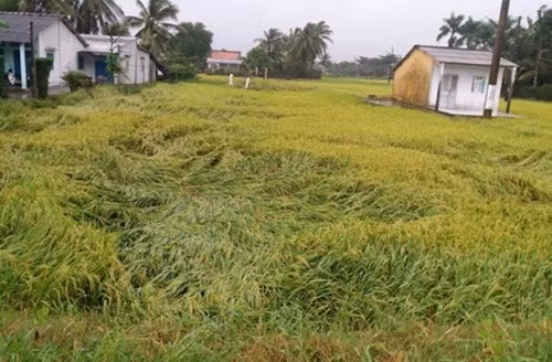 Tỉnh Tiền Giang cũng có hàng ngàn ha vườn cây ăn trái, rau màu bị ngã đổ và ngập úng. Trong đó, khoảng 10.000 ha lúa ở giai đoạn trổ đòng, ngậm sữa và gần chín bị đổ ngã. Ảnh: VOV.
