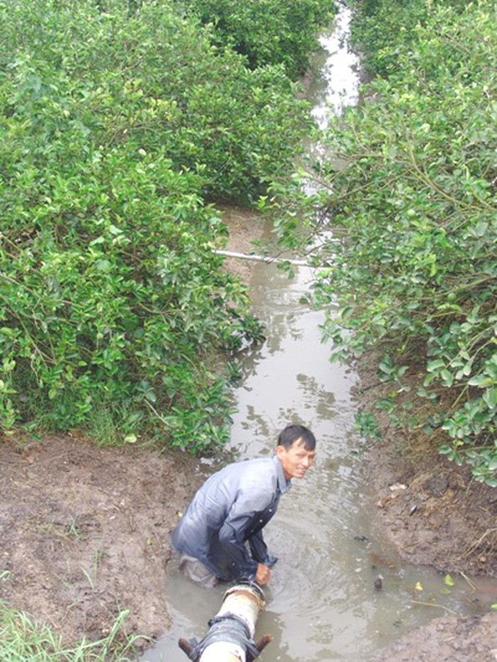 Có vườn chanh ngập sâu đến cả mét, chỉ còn thấy phần ngọn cây. Ảnh: Dân Việt.