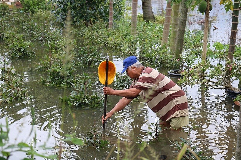 Những cây mai nhỏ ngập không thấy thân gần như là phải bỏ, không bán được. Ảnh: Plo.
