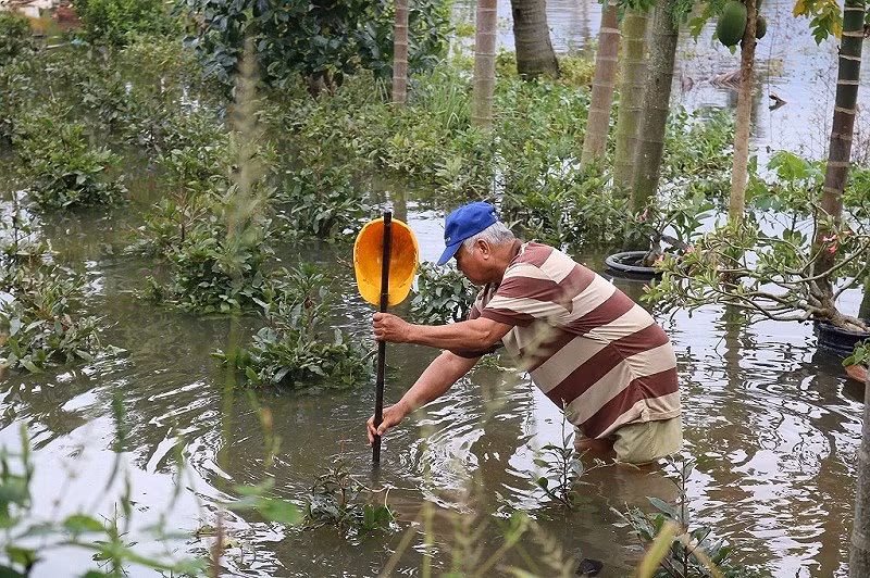 Những cây mai nhỏ ngập không thấy thân gần như là phải bỏ, không bán được. Ảnh: Plo.
