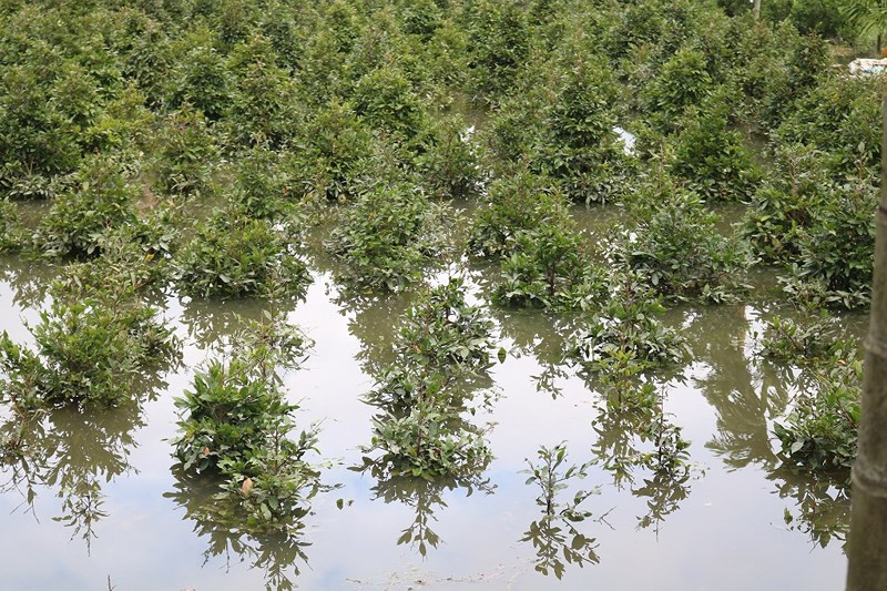 Người dân trồng mai cảnh ở phường Hiệp Bình Phước, quận Thủ Đức, (TP HCM) có nguy cơ trắng tay vì vườn cây ngập trong nước. Ảnh: Plo.