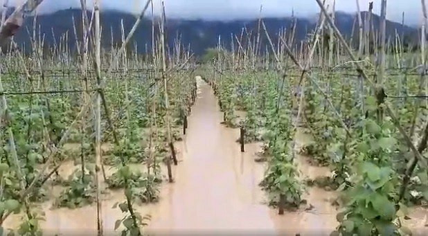 Do ảnh hưởng của bão số 9, nhiều nơi tại Lâm Đồng có mưa lớn, nước từ thượng nguồn đổ về các sông khiến nhiều diện tích rau hoa bị nhấn chìm. Ảnh: Dân Việt.