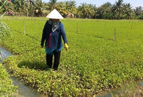 Các ruộng rau màu tại huyện Châu Thành (Tiền Giang) bị ngập nước do mưa lớn. Ảnh: VOV.