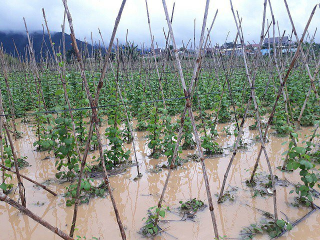 Ước tính, khoảng 70ha hoa màu của người dân bị chìm trong nước. Ảnh: Dân Việt.