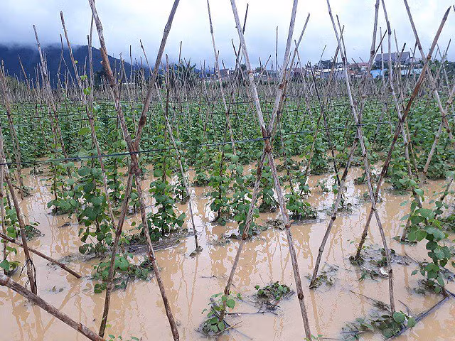 Ước tính, khoảng 70ha hoa màu của người dân bị chìm trong nước. Ảnh: Dân Việt.