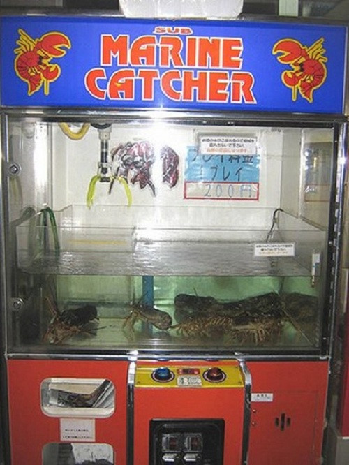 Không chỉ bán trứng, máy bán hàng tự động tại Nhật còn bán cả tôm hùm tươi sống. Ảnh: Printest.