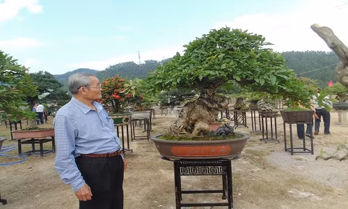 Chiem nguong trien lam bonsai, chim canh “doc, la”, hiem co, kho tim-Hinh-3